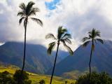  Maui Tours